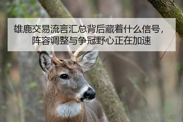 雄鹿交易流言汇总背后藏着什么信号，阵容调整与争冠野心正在加速